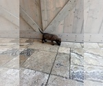 Small #11 Belgian Malinois