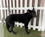 Small German Shepherd Dog Mix