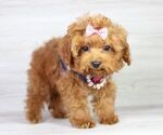 Small Photo #21 Poodle (Miniature) Puppy For Sale in LAS VEGAS, NV, USA