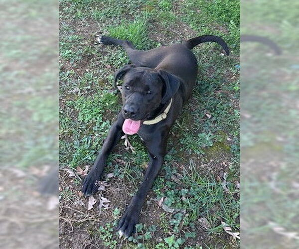 Medium Photo #1 Boxador Puppy For Sale in Rustburg, VA, USA