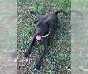 Boxador Dogs for adoption in Rustburg, VA, USA