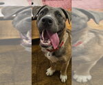 Small #5 Black Mouth Cur-Labrador Retriever Mix