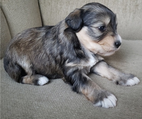 Full screen Photo #15 Schnauzer (Miniature) Puppy For Sale in LEESBURG, VA, USA