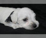 Small #6 Schnauzer (Miniature)