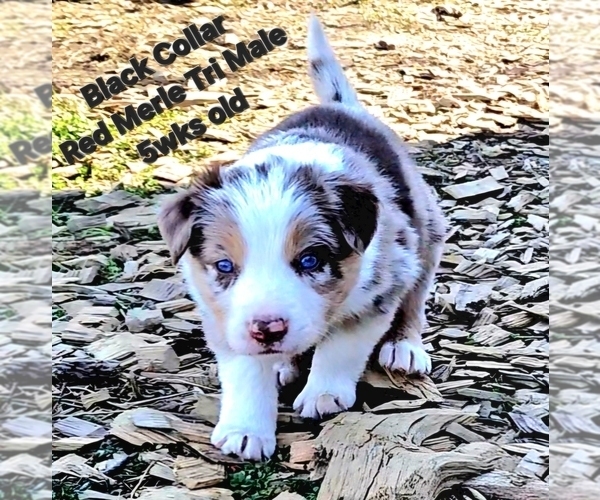 Medium Photo #39 Border Collie Puppy For Sale in BYBEE, TN, USA