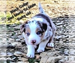 Small Photo #39 Border Collie Puppy For Sale in BYBEE, TN, USA