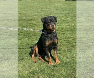 Mother of the Rottweiler puppies born on 12/24/2021
