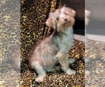 Small Photo #11 YorkiePoo Puppy For Sale in BLUE MOUND, TX, USA