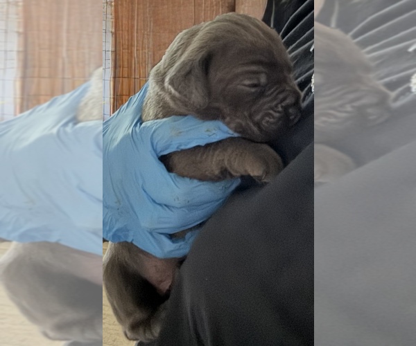 Medium Photo #11 Cane Corso Puppy For Sale in ANDERSON, IN, USA