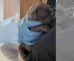 Small #10 Cane Corso
