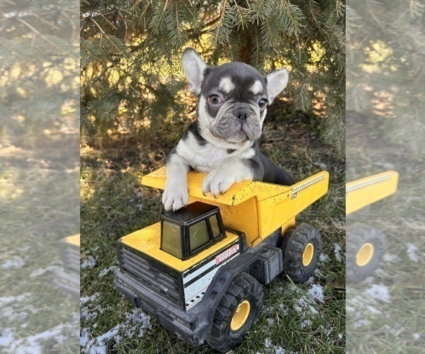 Medium Photo #2 French Bulldog Puppy For Sale in MIDDLEBURY, IN, USA