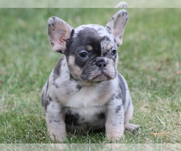 Medium Photo #4 French Bulldog Puppy For Sale in SILVER SPRING, MD, USA
