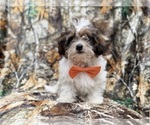 Small #3 ShihPoo
