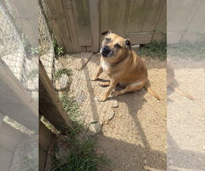 Happy (Reese Cup) - Female Labrador Retriever-Unknown Mix Dog for Adoption - Photo #2