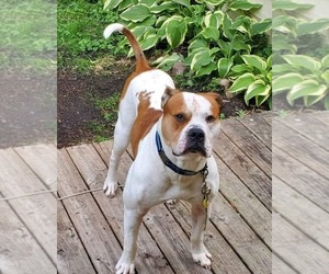 Father of the American Bulldog puppies born on 06/12/2025