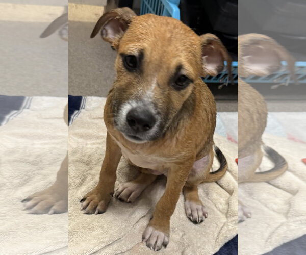 Medium Photo #4 Black Mouth Cur-Unknown Mix Puppy For Sale in Sanford, FL, USA