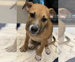 Small #3 Black Mouth Cur Mix