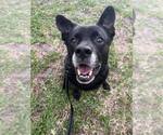 Small #18 Labrador Retriever Mix