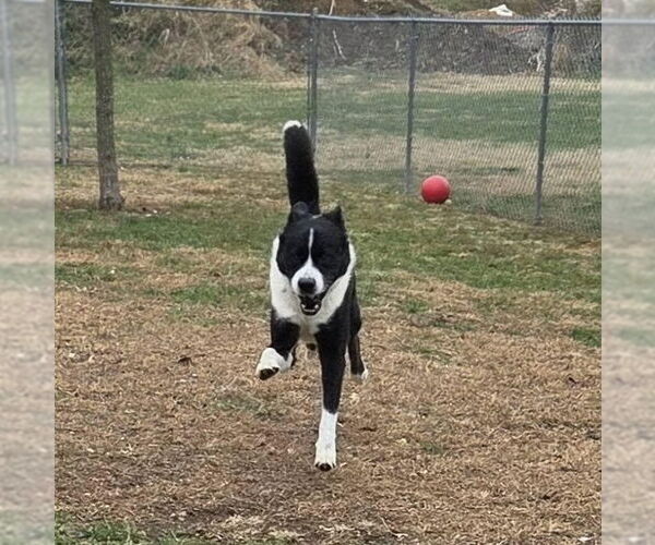 Medium Photo #3 Border Collie-Unknown Mix Puppy For Sale in Martinsburg, WV, USA