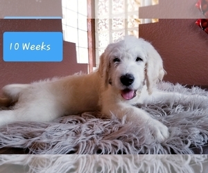 Labradoodle Puppy for sale in BRANDON, FL, USA