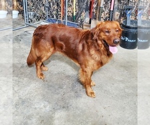 Father of the Golden Retriever puppies born on 05/17/2025