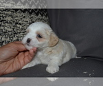 Small #3 Mal-Shi