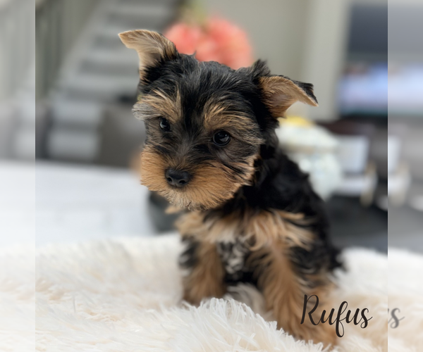 Medium Photo #1 Yorkshire Terrier Puppy For Sale in ADDISON, IL, USA