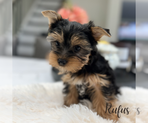Yorkshire Terrier Puppy for sale in ADDISON, IL, USA