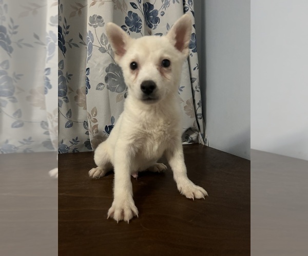 Medium Photo #9 Alaskan Klee Kai Puppy For Sale in DURHAM, CT, USA