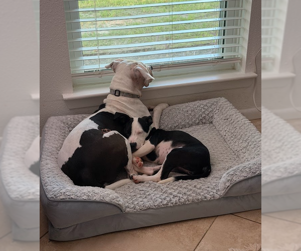 Medium Photo #4 American Pit Bull Terrier-Labrador Retriever Mix Puppy For Sale in The Woodlands, TX, USA