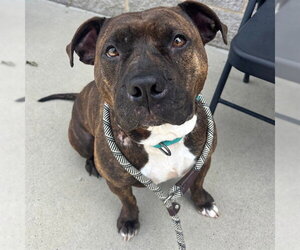 American Pit Bull Terrier-Unknown Mix Dogs for adoption in Palmetto, FL, USA