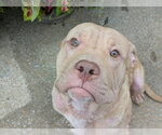 Small Photo #6 Mutt Puppy For Sale in Wenonah, NJ, USA