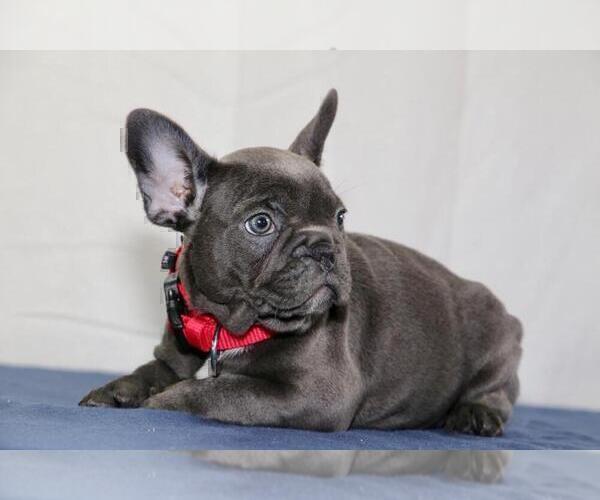 Medium Photo #3 French Bulldog Puppy For Sale in ERIAL, NJ, USA
