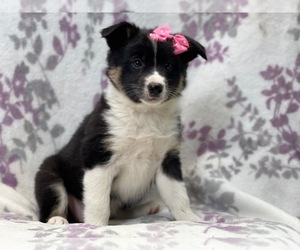 Australian Cattle Dog-Border Collie Mix Puppy for sale in LAKELAND, FL, USA
