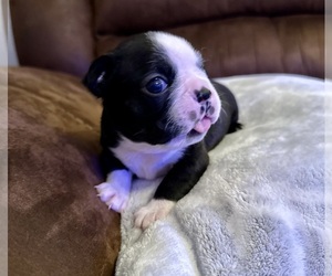 Boston Terrier Puppy for sale in WASHBURN, MO, USA