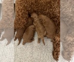 Small Photo #3 Poodle (Toy) Puppy For Sale in PUNTA GORDA, FL, USA