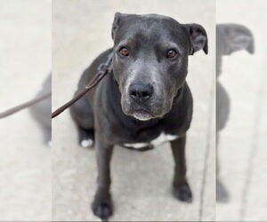 American Staffordshire Terrier-Unknown Mix Dogs for adoption in Grafton, WI, USA