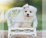 Small Photo #5 Maltese Puppy For Sale in WARSAW, IN, USA