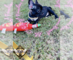 Small Photo #2 French Bulldog Puppy For Sale in HARRISON, TN, USA