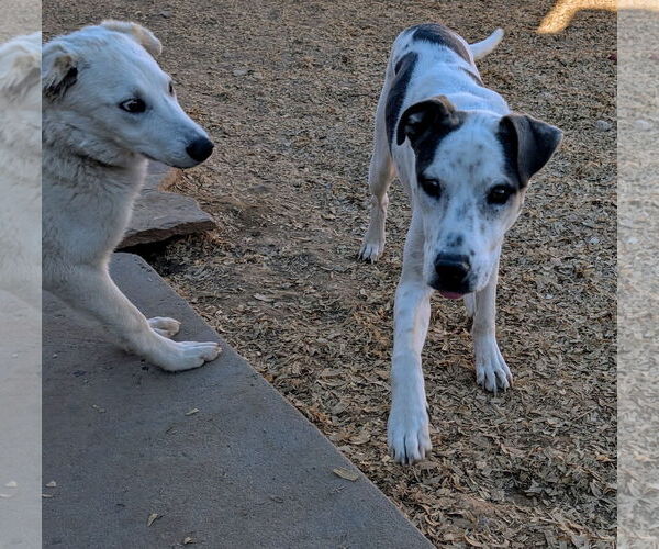 Medium Photo #5 Labrador Retriever-Unknown Mix Puppy For Sale in Pena Blanca, NM, USA
