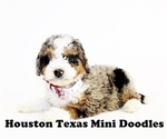 Small Photo #5 Australian Labradoodle-Miniature Bernedoodle Mix Puppy For Sale in HOUSTON, TX, USA