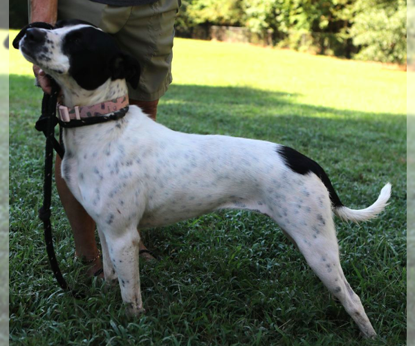 Medium Photo #4 Mutt Puppy For Sale in Decatur, GA, USA