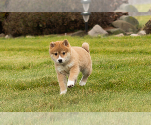 Shiba Inu Puppy for sale in MILLERSBURG, IN, USA