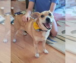 Small #1 Mutt