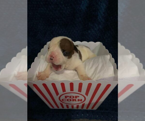 Medium Photo #1 English Bulldogge Puppy For Sale in MIAMI, FL, USA