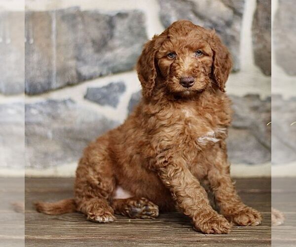 Medium Photo #3 Goldendoodle Puppy For Sale in RONKS, PA, USA