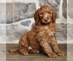 Small #2 Goldendoodle