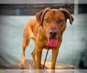 Golden Labrador Dogs for adoption in Orlando, FL, USA