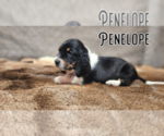 Puppy Penelope Basset Hound