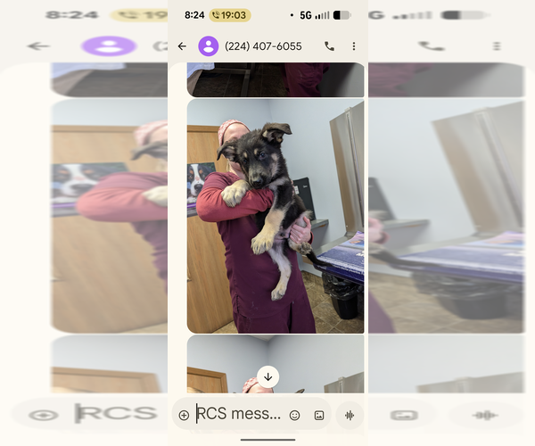 Medium Photo #1 German Shepherd Dog Puppy For Sale in ESSEX, IL, USA